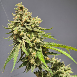 Auto Strawberry Haze Vision Seeds – detail květu