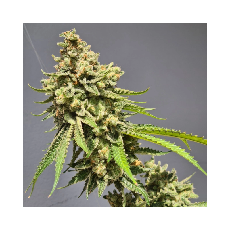 Auto Strawberry Haze Vision Seeds – detail květu