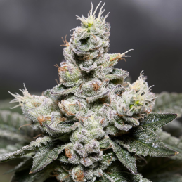 Auto Zkittlez Vision Seeds – květ detail