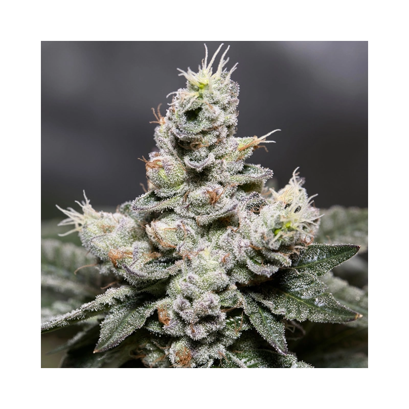 Auto Zkittlez Vision Seeds – květ detail