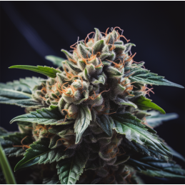 Auto Vision Gorilla Vision Seeds – detail květu