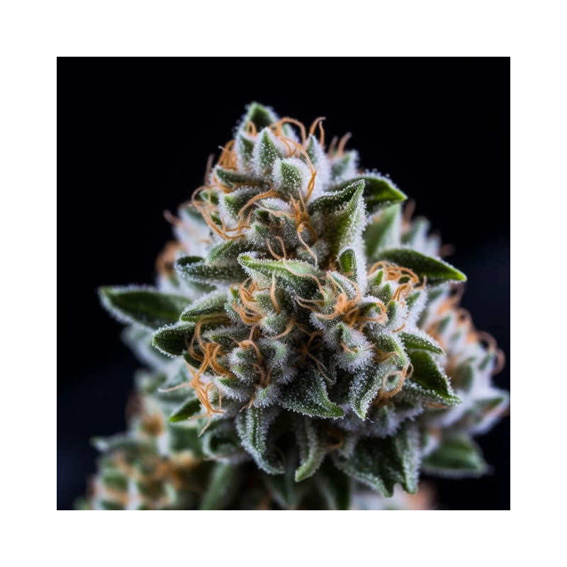 Auto Vision Critical Vision Seeds – detail květu
