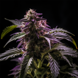 Auto Blueberry Bliss Vision Seeds – detail květu