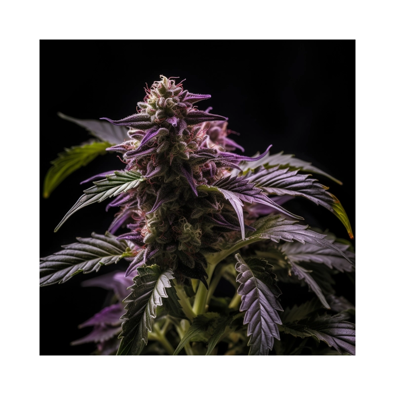 Auto Blueberry Bliss Vision Seeds – detail květu