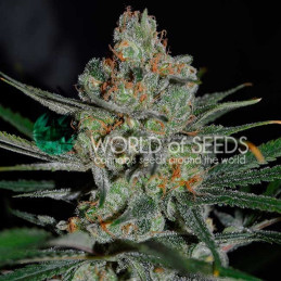 Afghan Kush Early Harvest - World of Seeds - palice