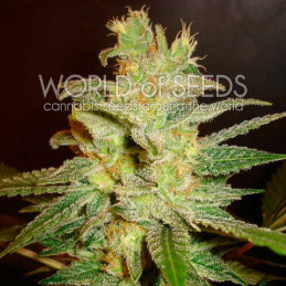 Northern Light x Big Bud Early Harvest - World of Seeds