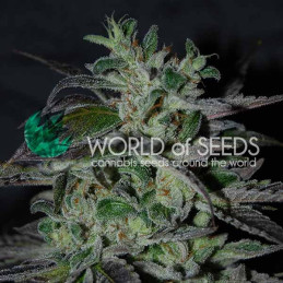 Strawberry Blue Early - World of Seeds