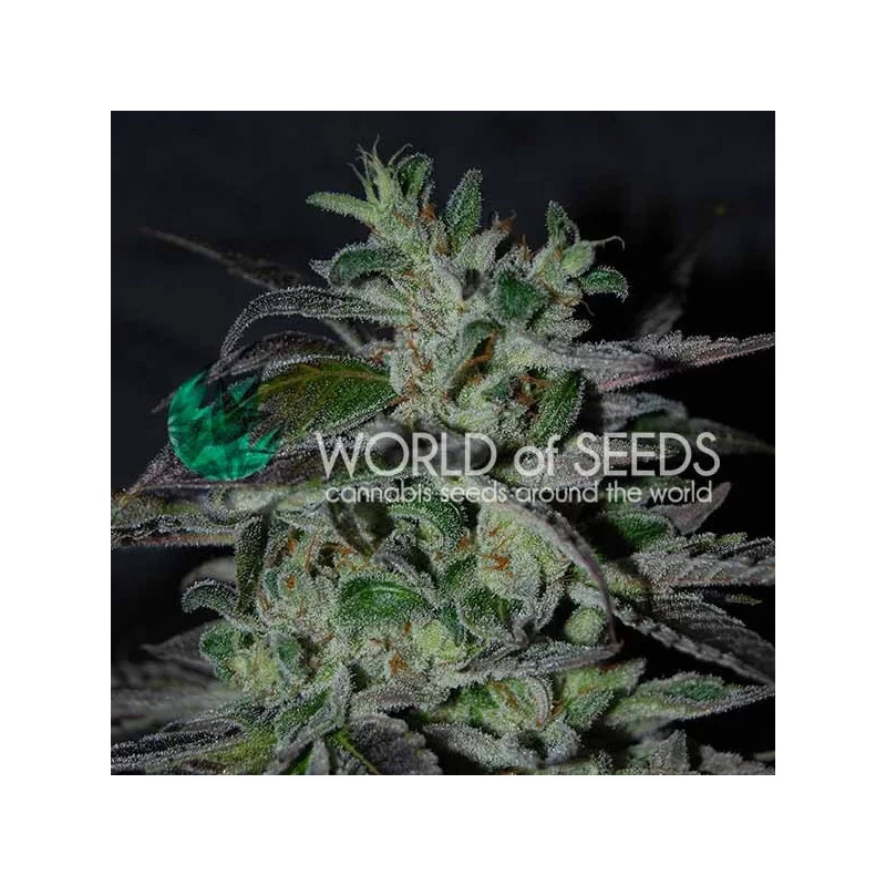 Strawberry Blue Early - World of Seeds
