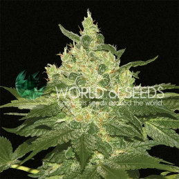 Afghan Kush - World of Seeds - květ