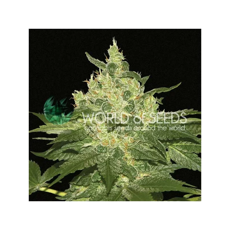 Afghan Kush - World of Seeds - květ