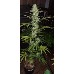 Afghan Kush - World of Seeds - indoor květ