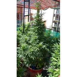 Afghan Kush - World of Seeds - outdoor květ