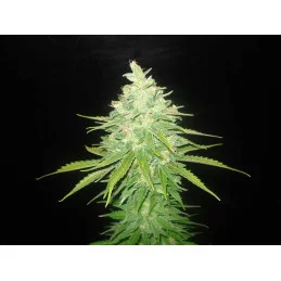 Afgan Kush X Black Domina - World of Seeds - květ