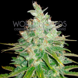 Afgan Kush X Black Domina - World of Seeds
