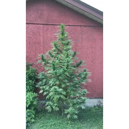 Afgan Kush X Black Domina - World of Seeds - rostlina outdoor