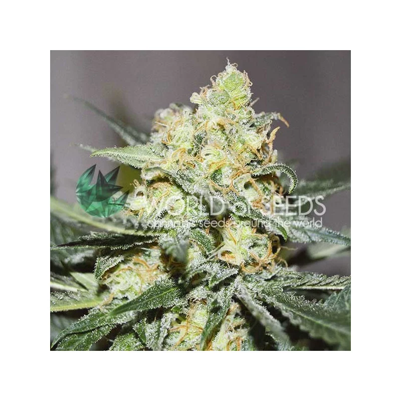 Afgan Kush X Skunk - World of seeds - indica