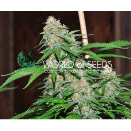Mazar X Great White Shark - Worl of Seeds - indica