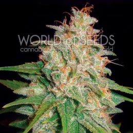 Mazar X Great White Shark - Worl of Seeds - indica - květ