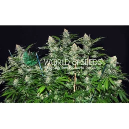 Mazar X Great White Shark - Worl of Seeds - rostlina