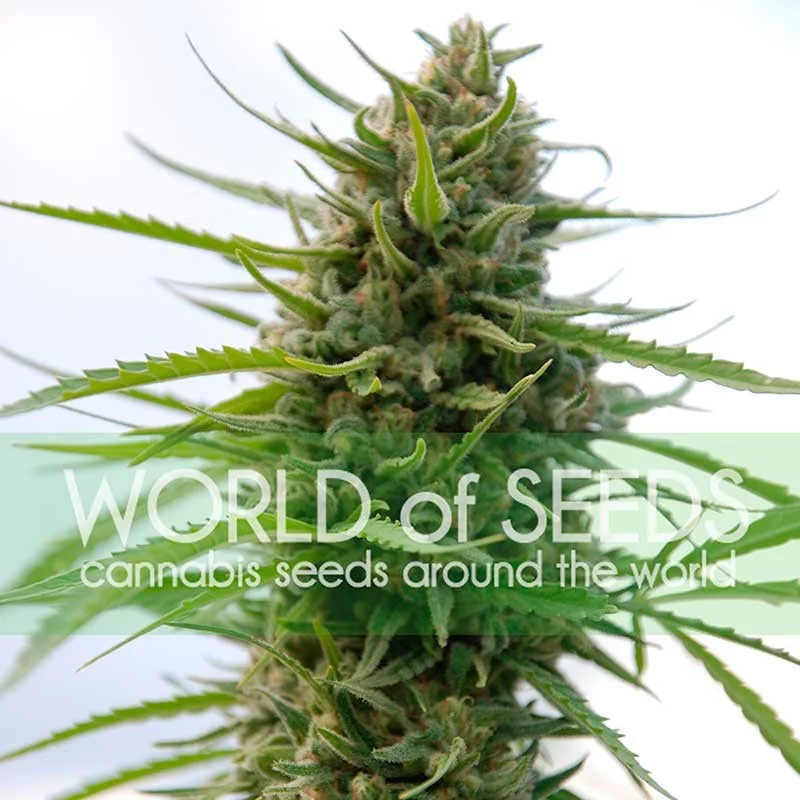 Kilimanjaro  - World of Seeds - květ
