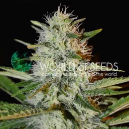 Kilimanjaro  - World of Seeds - květ