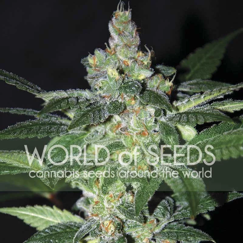 Amnesia - World of Seeds - květ