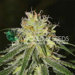 Amnesia - World of Seeds