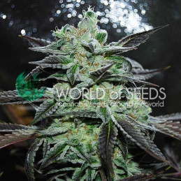 Strawberry Blue World of Seeds detail květu