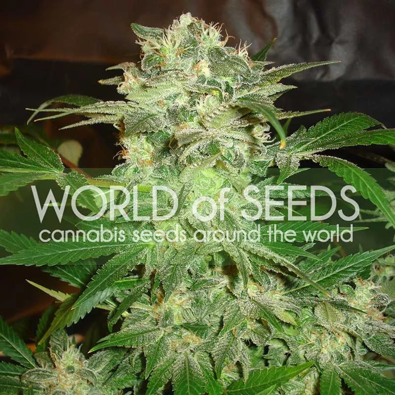 Master Kush World of Seeds detail květu
