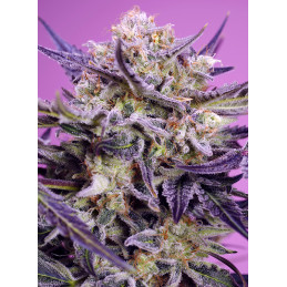 Pink Guava F1 Fast Version® - Sweet Seeds - detail květu