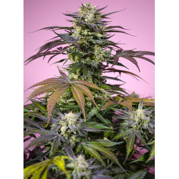 Gelonade® - Sweet Seeds - pryskyřičné květy