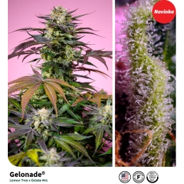 Gelonade® - Sweet Seeds - detail květu