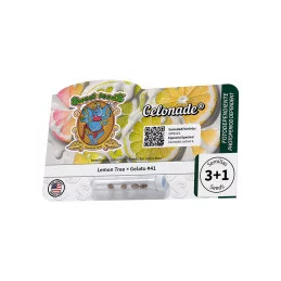 Gelonade® - Sweet Seeds - originální balení semen 3+1
