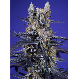 Super Boof XL Auto® - Sweet Seeds - detail květu