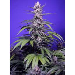 Permanent Marker XL Auto® - Sweet Seeds - detail květu