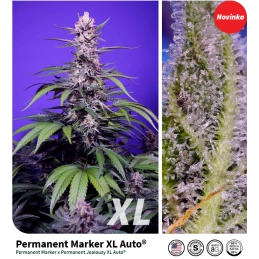 Permanent Marker XL Auto® - Sweet Seeds - pryskyřičné květy