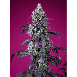 Tropicanna Cherry XL Auto® - Sweet Seeds - detail květu