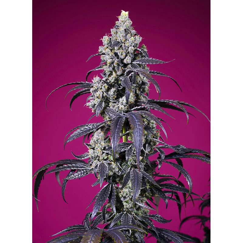 Tropicanna Cherry XL Auto® - Sweet Seeds - detail květu