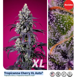 Tropicanna Cherry XL Auto® - Sweet Seeds - pryskyřičné květy