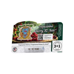 Tropicanna Cherry XL Auto® - Sweet Seeds - originální balení semen 3+1 ks