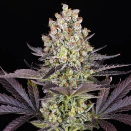 Papaya Frosting - Barney´s Farm -  rostlina