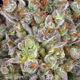 Papaya Frosting - Barney´s Farm -  detail terpenu