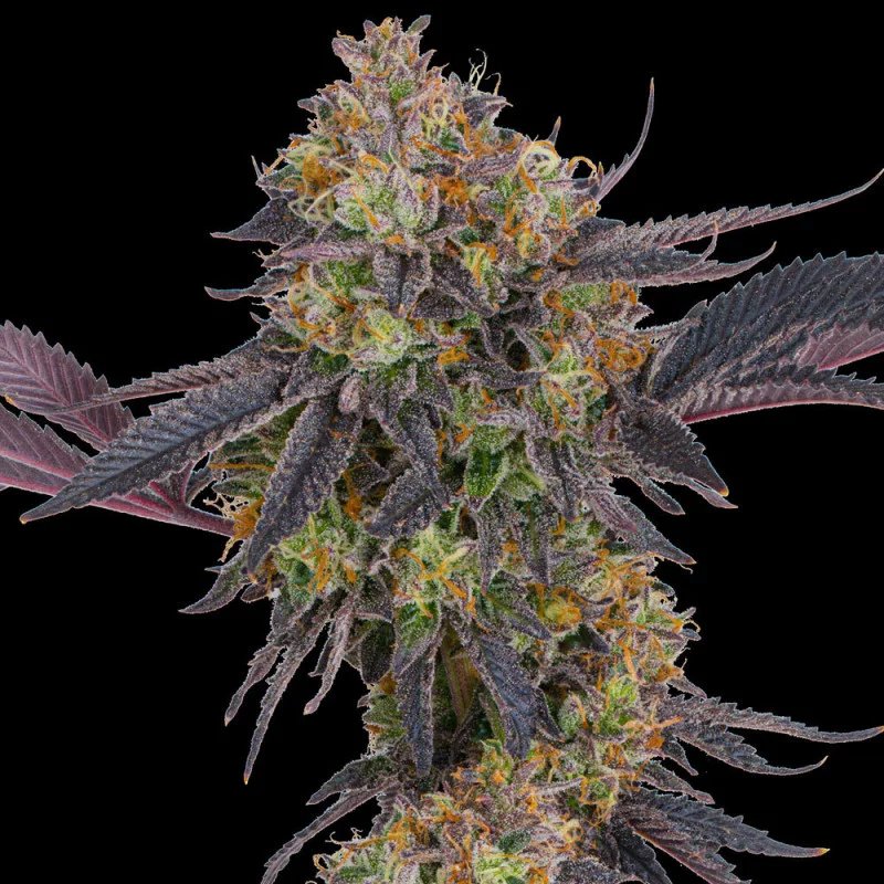 Tropicana Cherry - Barney´s Farm - květ
