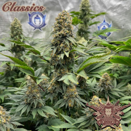 Buddha AK - Buddha Seeds - rostlina