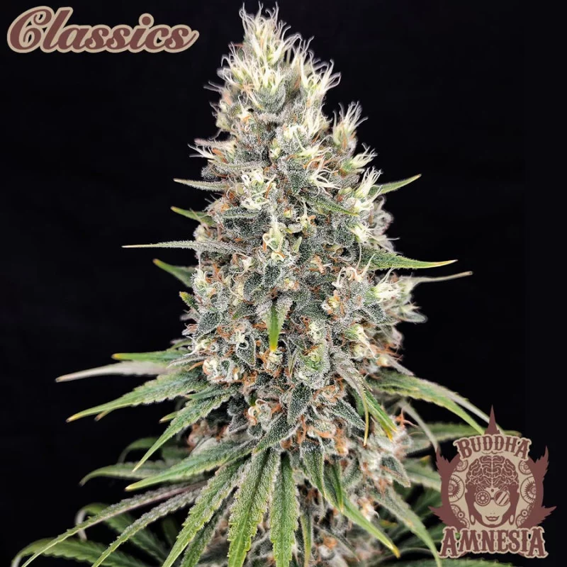 Buddha Amnesia - Buddha Seeds - feminizovaná semena