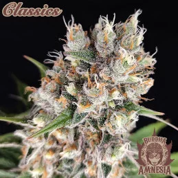 Buddha Amnesia - Buddha Seeds - feminizovaná semena