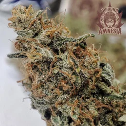 Buddha Amnesia - Buddha Seeds - terpeny