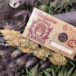 Buddha Amnesia - Buddha Seeds - palice a balení