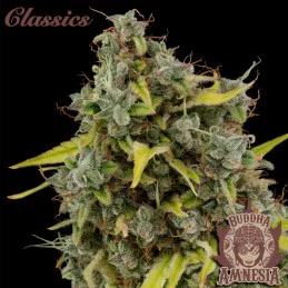 Buddha Amnesia - Buddha Seeds - květ