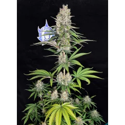 Buddha Amnesia - Buddha Seeds - rostlina
